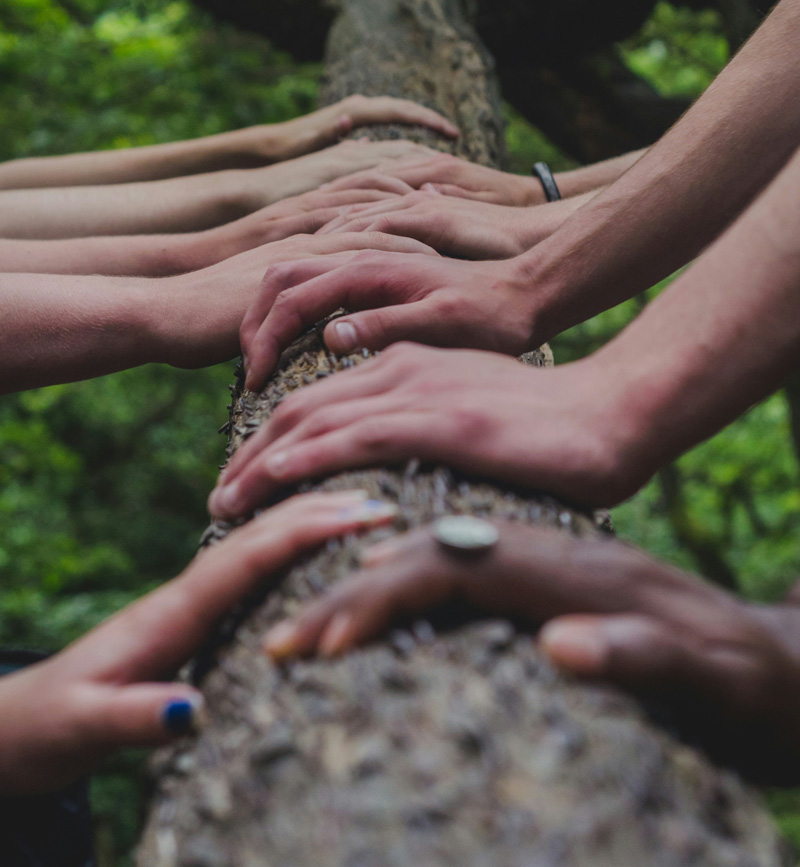 Ausgestreckte Hände, die einen Baum erreichen wollen, stehen für den menschlichen Wunsch nach Natur und Harmonie.